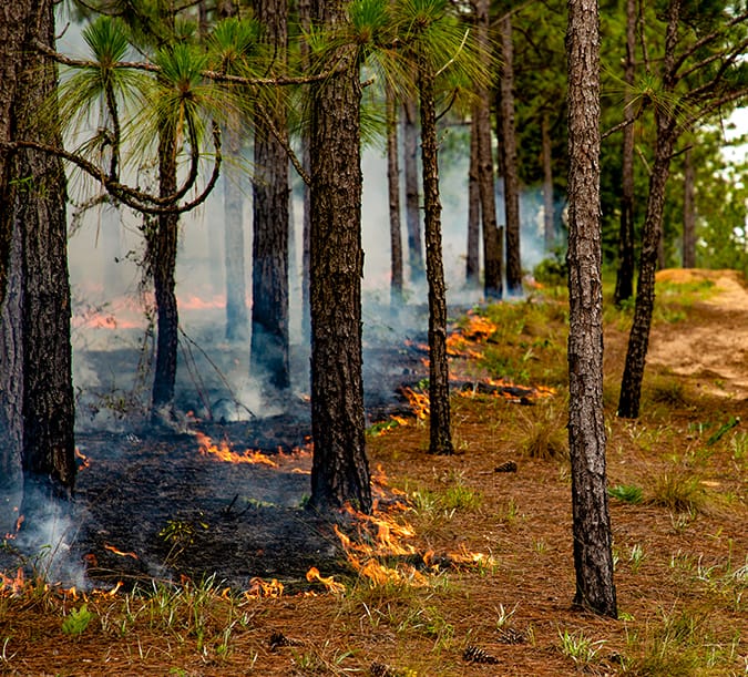 See Burn Map
