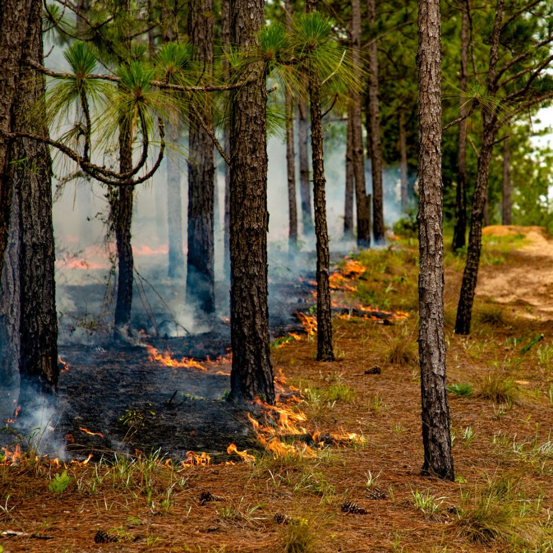 What is Prescribed Fire? 