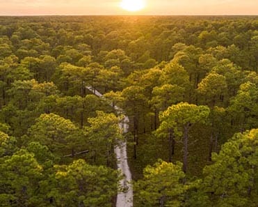 Home-Forests.jpg Our Firefighters
